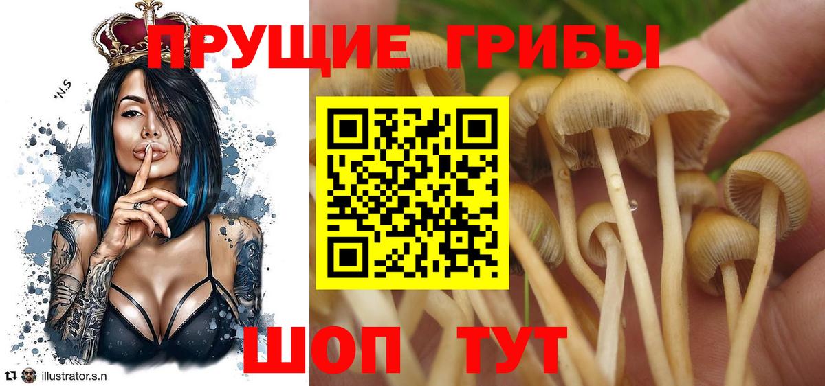 Салават  Галлюциногенные грибы GOLDEN TEACHER  Вход с VPN 
